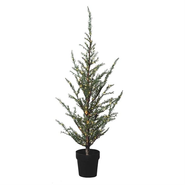 Sirius Milas Cedertree H100cm 51720